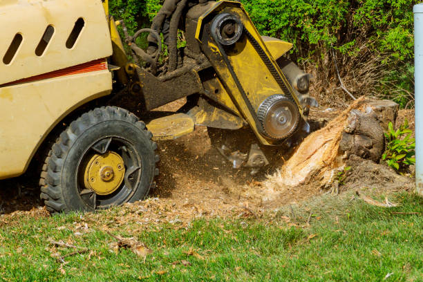 Residential Tree Removal in Rochester, NH